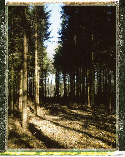 My forest (Jalhay, Belgium)