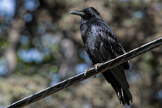 Los Angeles: Common Raven