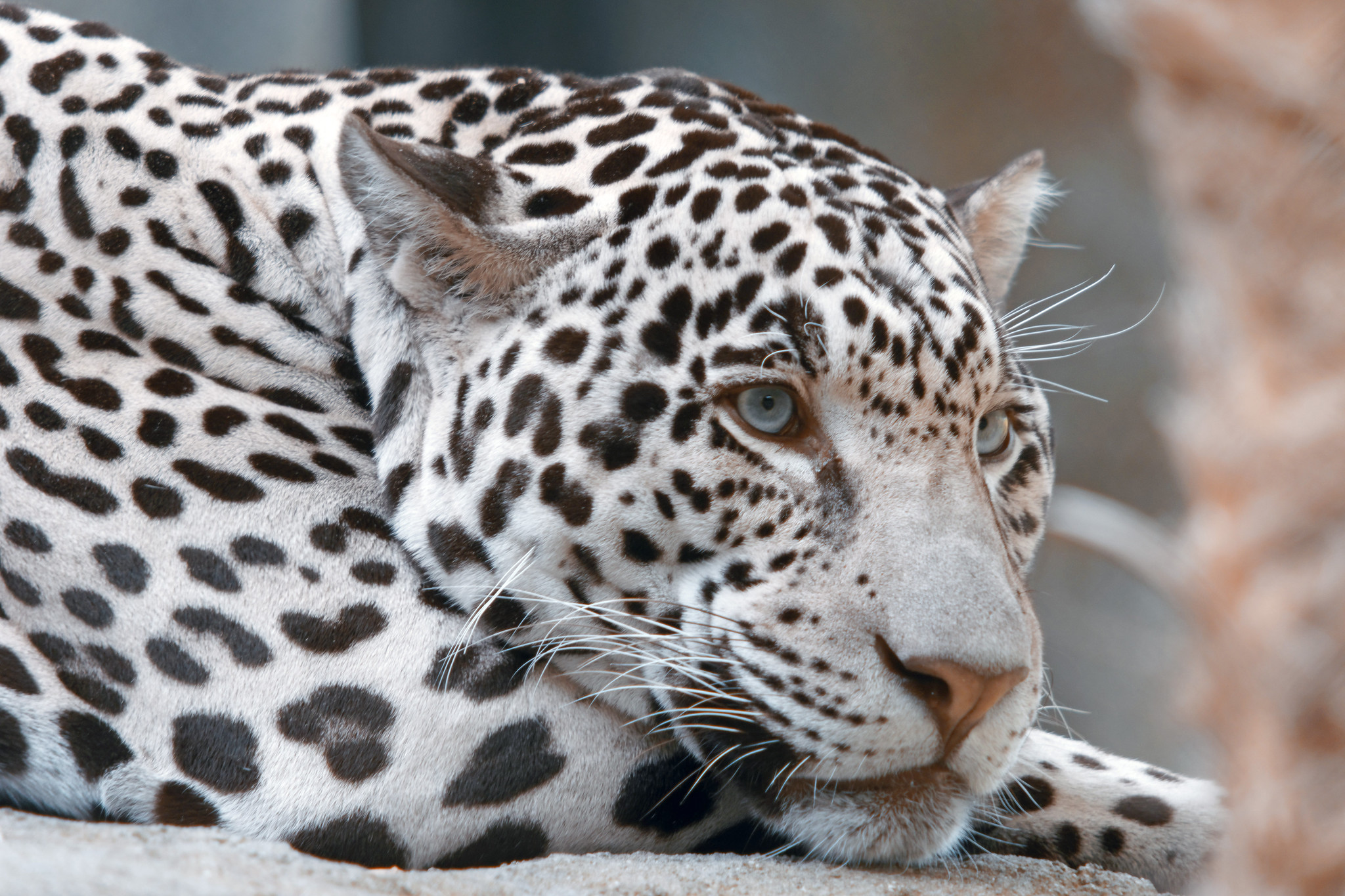 Jaguar In Infrared