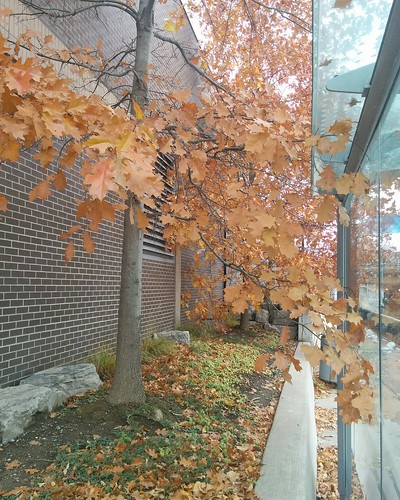 Orange leaves of autumn #toronto #dovercourtvillage #dovercourtroad #dupontstreet #orange #fall #autumn #leaves #latergram
