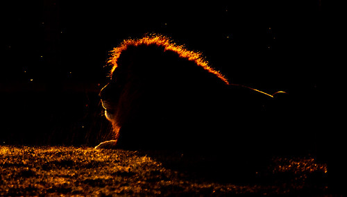 lion yorkshirewildlifepark doncaster yorkshire rimlighting mane flies autumn november sunset