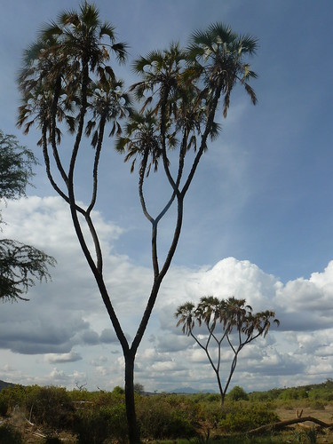 arecaceae doum palm samburu mkoma mkoche mlala kone bar auwaki engoli national park