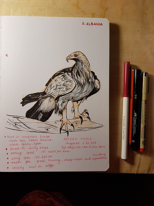 Golden eagle. National animal and national bird of Albania