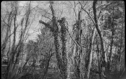 trees vines ivy winter asheville northcarolina kodak brownie kodakbrownieno2 kodaktrix400 ilfordilfosol3developer boxcamera 6x9 120 120film film mediumformat monochrome monochromatic blackandwhite landscape