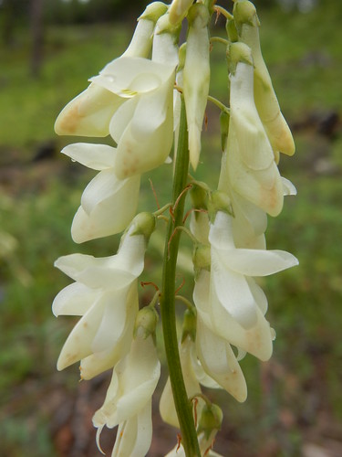 hedysarumsulphurescens whitesweetvetch fabaceae tupperlake montana understory montane native perennial forb powellcounty