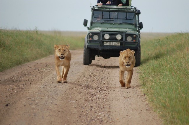 lions-safari