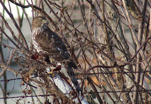 birdsofwashington bird washingtonbirds hawk coopershawk accipitercooperii