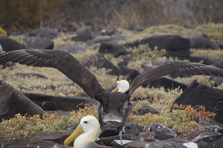 22-371 Galapagos Albatros