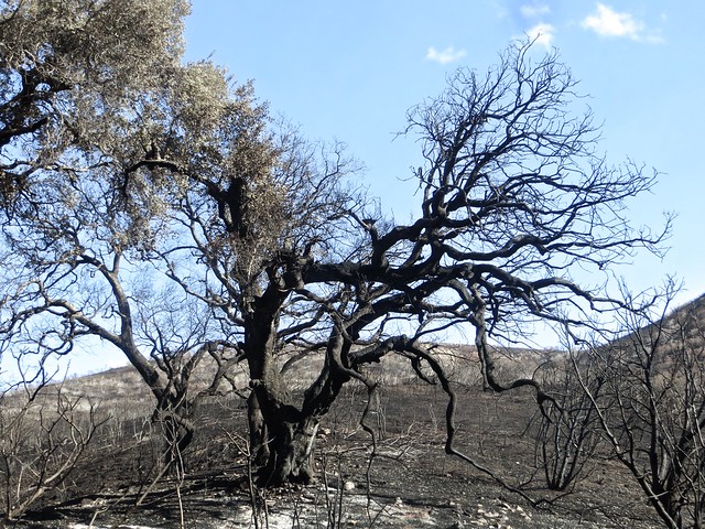 Solstice Canyon oaks were hit hard