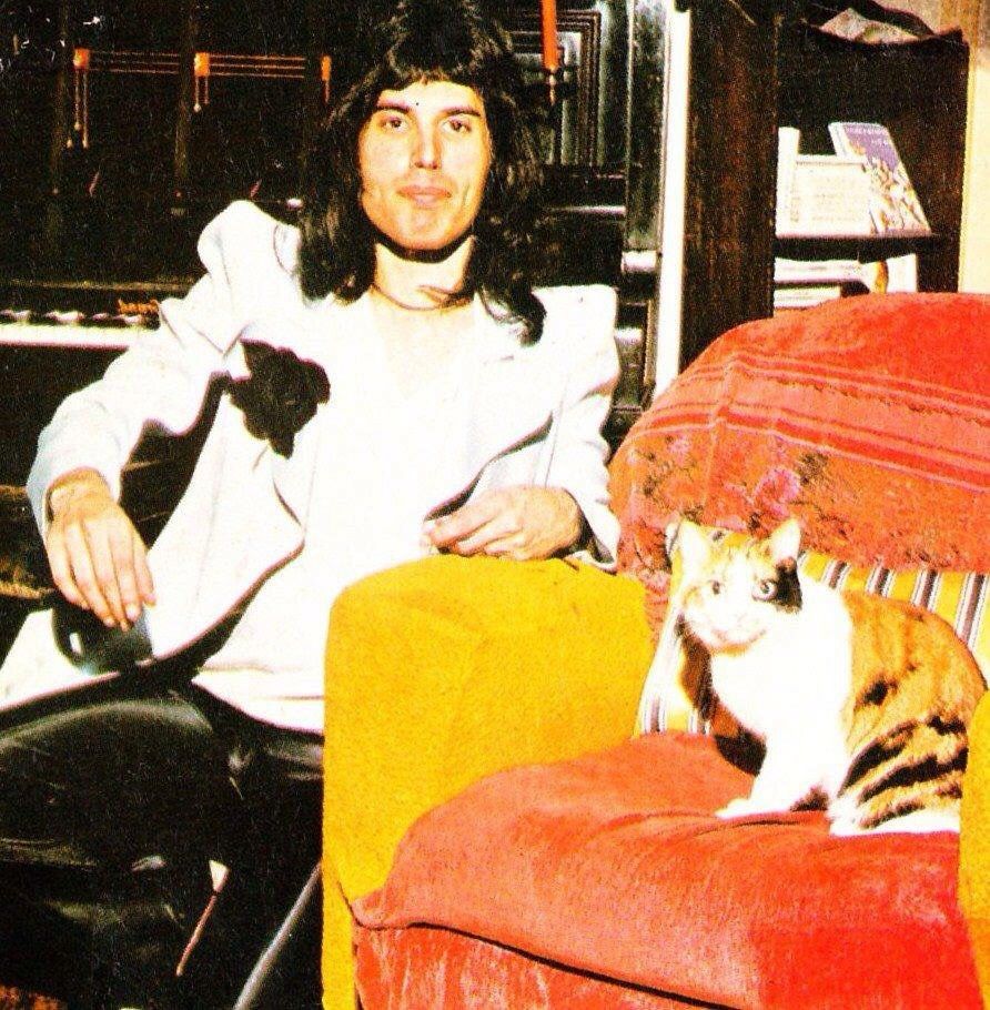 Фредди Меркьюри с кошкой фото