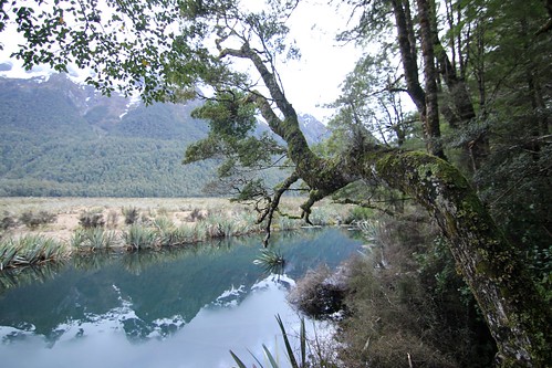 Mirror Lake Tree
