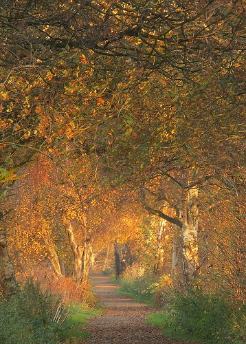 whitegate path sunset forest trees cheshire uk walk way