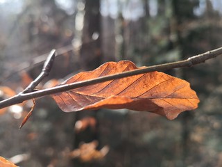 Golden Winter: A Leaf in the Sunlight