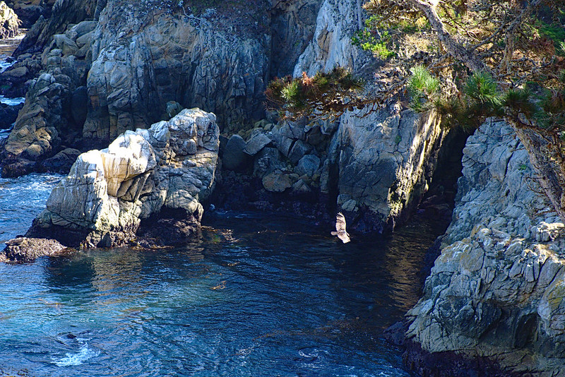 Bird of prey, North Shore trail, Point Lobos