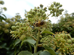 ivy bees
