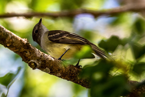 belize bird song jungle wildlife rain forest