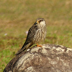 Amur-falcon