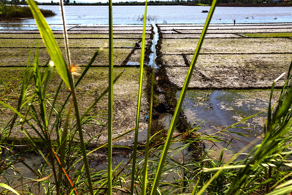 Lake and rice paddies--Krong Buk