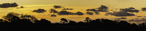 sunrise panorama orange trees clouds nikond5200 nikon d5200 chriswillis3 colour colours sky morning