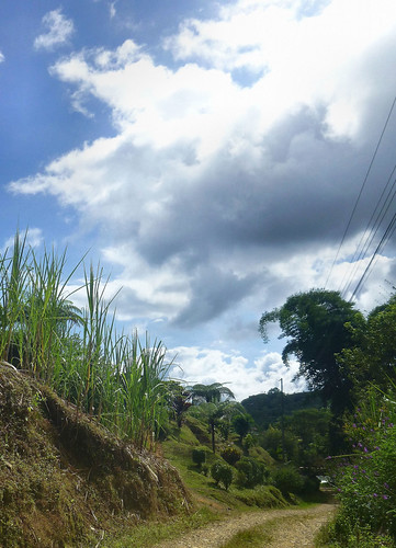 nwn sky clouds nubes trees sugarcane caña bamboo bambú treefern helechoarborescente