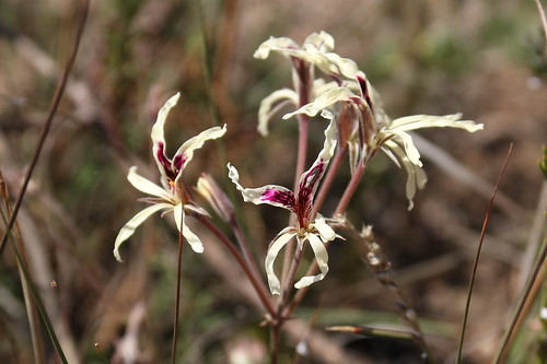 Pelargonium fergusoniae, South African endemic