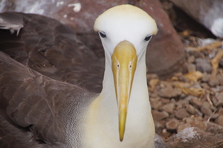 22-287 Galapagos Albatros