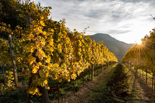 sunset vineyard landscape autumn austria grapevine wachau
