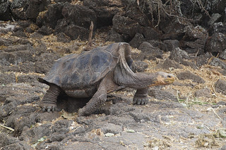 21-129  Charles Darwin Center - reuzenschildpadden