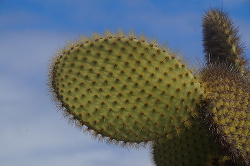 23-235 Cactusbomen
