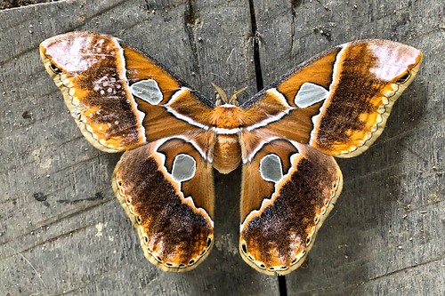 moth fauna permatree ecuador butterfly
