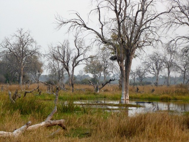 Vuelo sobre el Delta del Okavango. Llegamos a Moremi. - POR ZIMBABWE Y BOTSWANA, DE NOVATOS EN EL AFRICA AUSTRAL (47)