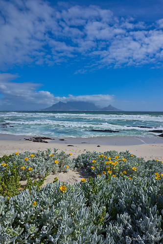 2017 africa bloubergstrand capetown southafrica tablemountain tableview beach clouds seascape flowers tablebay