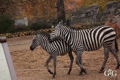 Besuch Zoo Berlin 11.11.201864