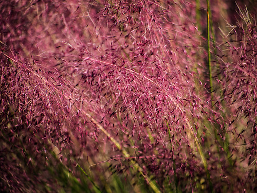 Pink grass (02)