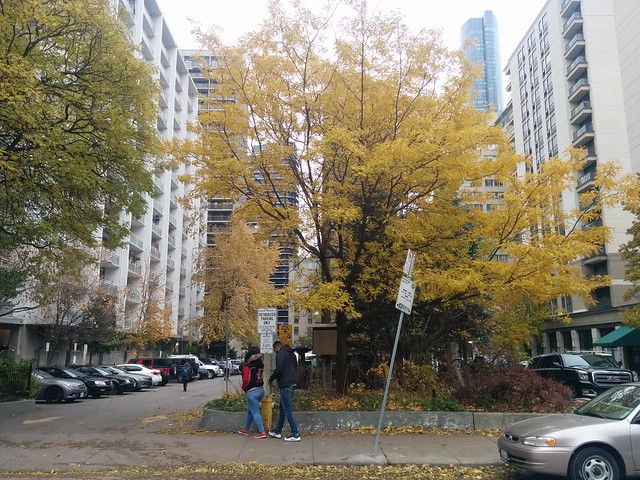 Maitland across from Buddies #toronto #churchandwellesley #maitlandstreet #buddiesinbadtimes #yellow #leaves #trees #autumn #fall #latergram