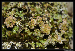 Cladonia pocillum - Photo of Urcy