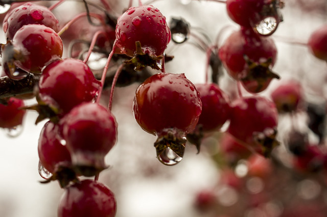 Poisoned cherries