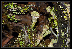 Cladonia chlorophaea - Photo of Gergueil
