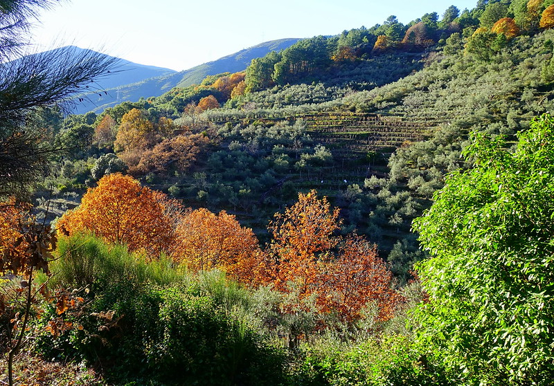 Sierra de Gata (Cáceres), 2ª parte. Trevejo, Hoyos y Gata. - Recorriendo Extremadura. Mis rutas por Cáceres y Badajoz (46)