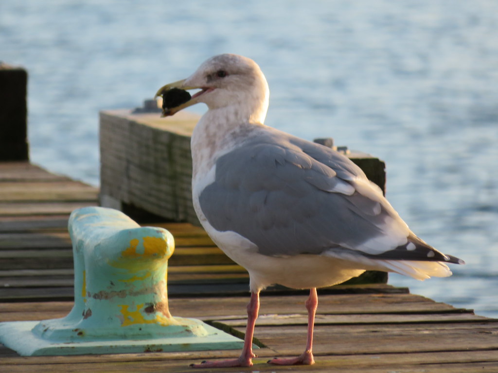 Gull at the Comox Marina.
