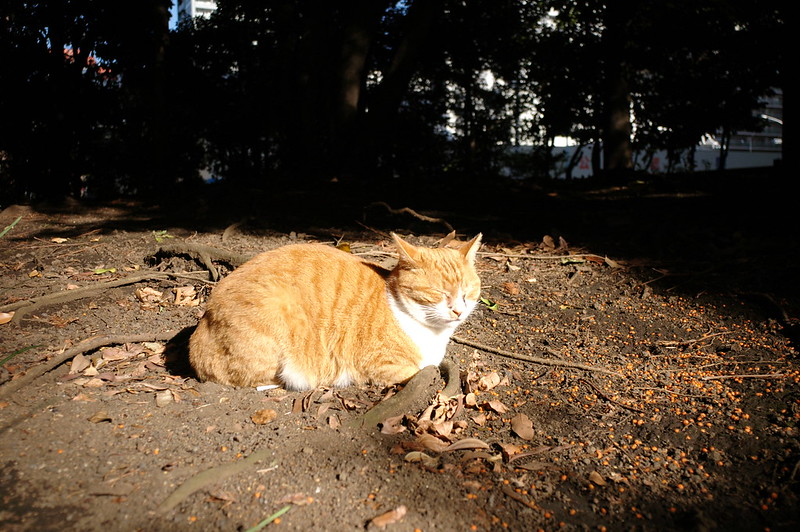 EPSON R−D1S+Voigtlander COLOR SKOPAR 21mm F4東池袋中央公園の猫だまり 茶白
