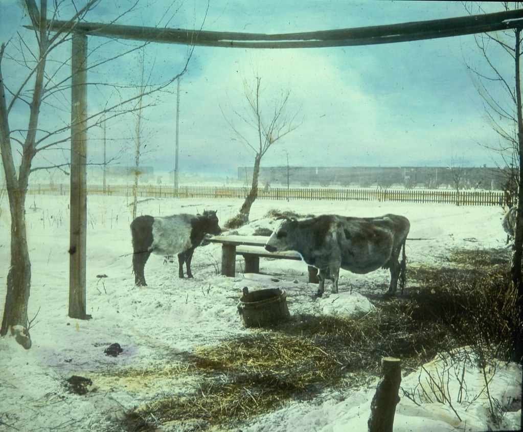 Две коровы возле железнодорожной станции едят из кормушки