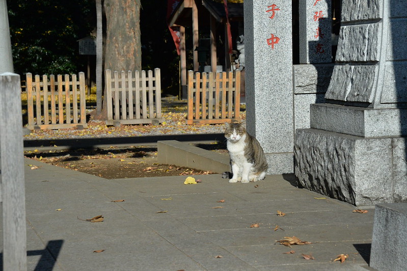 Nikon Df+AF S NIKOR 24 120mm 1 4G ED雑司ヶ谷大鳥神社の猫 キジ白