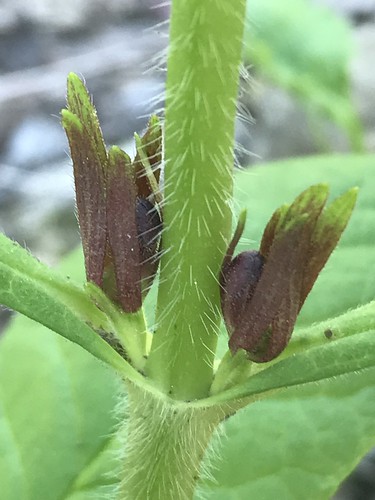 f18woo12 pumpkinrun greenecountypennsylvania triosteumaurantiacum orangefruitedhorsegentian pitcherplant