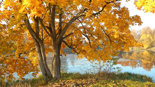 lake yellow leaves autumn maple