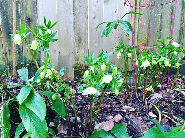The hellebores in the backyard is already starting to bloom.