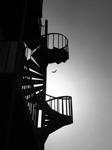 iba spiral staircase bird
