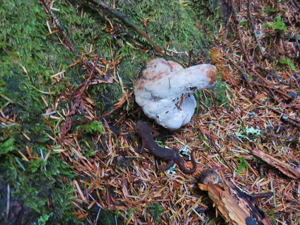 Rough skinned newt next to an upturned mushroom
