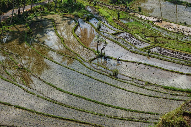 A farmer planting rice in the paddies of Bali