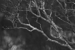branches [12.13.18]